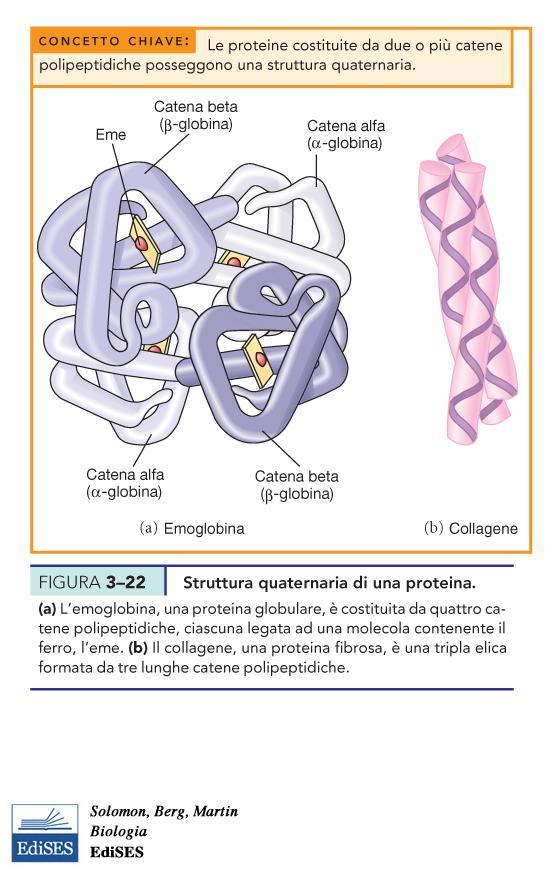 LA STRUTTURA QUATERNARIA DERIVA DALLE INTERAZIONI TRA I