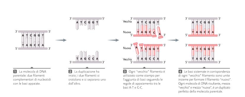 La sequenza nucleotidica di un filamento