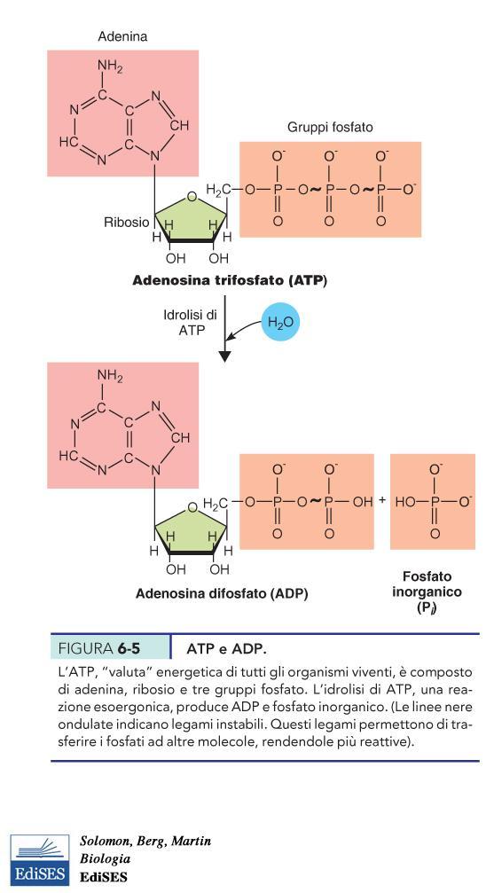 ALCUNI NUCLEOTIDI SVOLGONO UN RUOLO