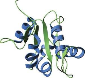 Toll-like receptor: Molecular Structure IL-1 receptor family Toll like receptor family Ig-like domain LRRs Cysteine Toll-like receptor has an extracellular region which contains leucine rich