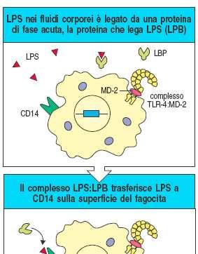 Proteine accessorie per il TLR-4 Il