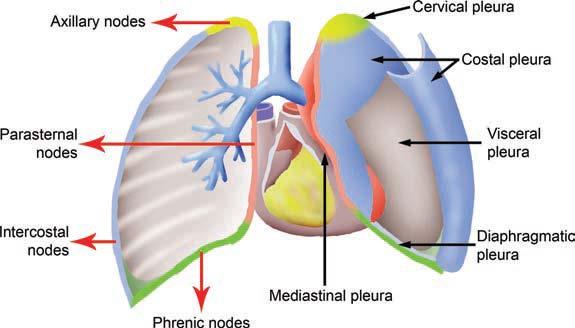 Mesotelioma Pleurico Maligno lymphadenopathy Jeong et