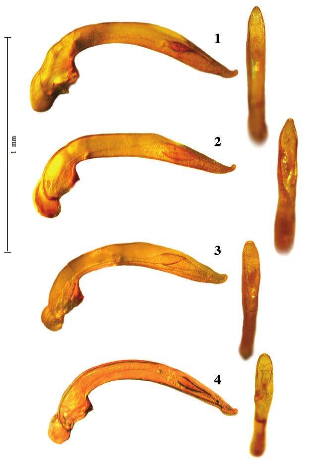 note su Boldoriella del gruppo carminatii: Boldoriella silvanae stat. nov. e osservazioni sistematiche degli affini Figg. 1-4.