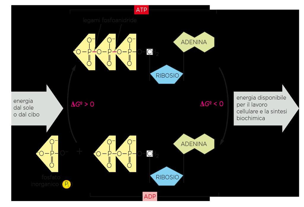 ATP E ADP