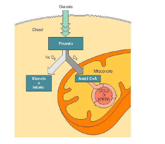 RESPIRAZIONE CELLULARE La respirazione cellulare è un processo ossidativo aerobico che permette di ricavare molecole energetiche come ATP a partire da carboidrati, lipidi o altri metaboliti.
