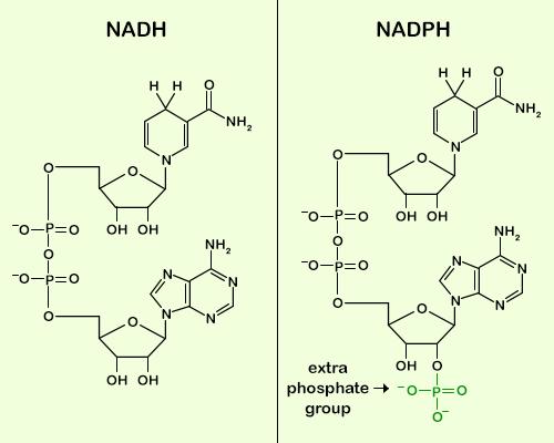 NADPH: nicotinammide adenina dinucleotide fosfato NADPH: nicotinammide adenina dinucleotide fosfato Fornisce equivalenti