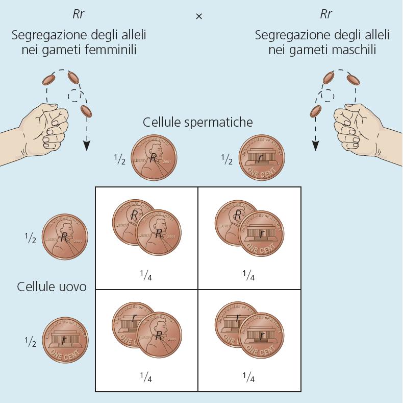 formazione del gamete gli alleli di un gene per un carattere