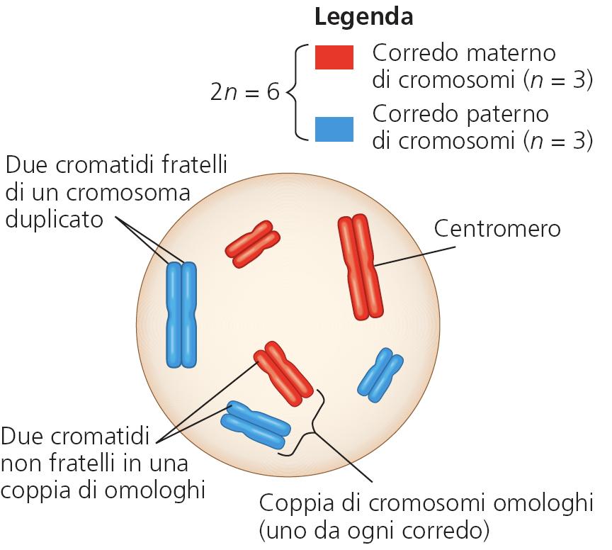 i. Mitosi