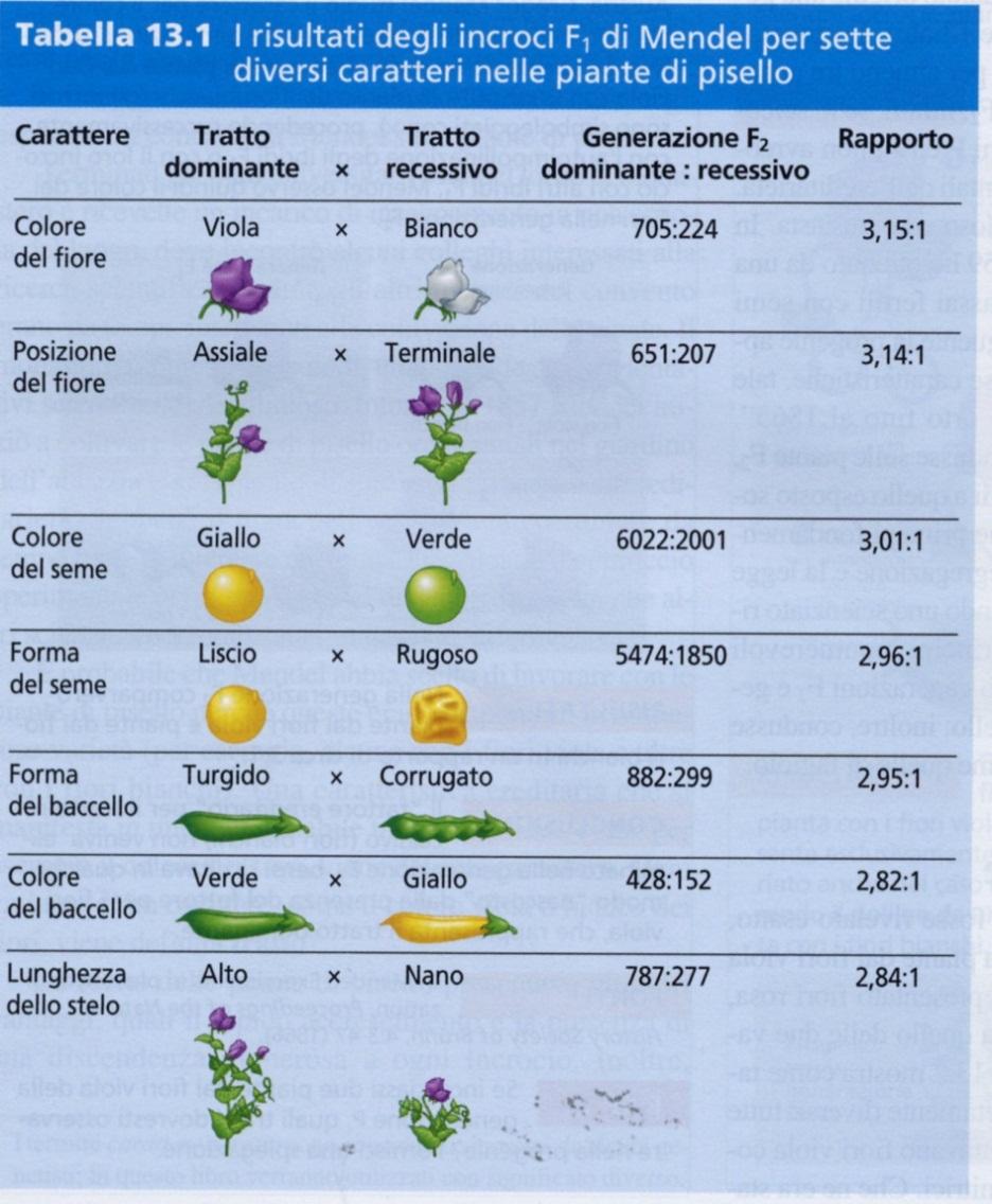 formano i gameti ciascuno dei caratteri