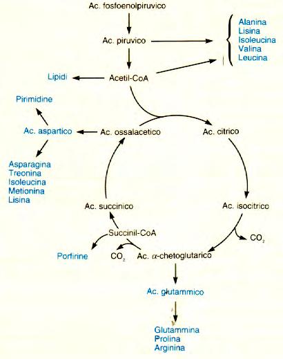 anabolici: per aminoacidi alifatici e