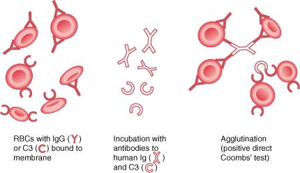 ATTIVITA AGGLUTINANTE -Attività svolta da anticorpi specifici chiamati agglutinine -Fenomeno in cui i microrganismi corpuscolati a contatto con un siero che abbia sviluppato