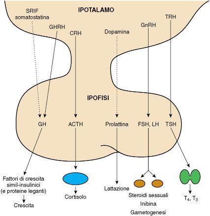 622 SEZIONE 22 ENDOCRINOLOGIA FIGURA 166-2 Influenze ormonali dell ipotalamo e della ghiandola pituitarica.