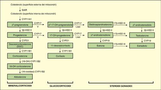 CAPITOLO 174 Disfunzioni del surrene 663 FIGURA 174-1 Diagramma delle vie biosintetiche degli steroidi e dei difetti nella biosintesi che esitano in ipoplasia congenita.