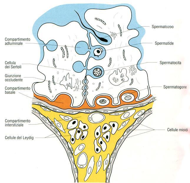L epitelio della parete contiene 2 distinte popolazioni: 1-cellule somatiche (Sertoli); cellule mioidi Dette anche peritubulari: sono responsabili dell attività contrattile che spinge gli spermatozoi