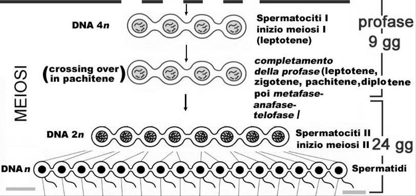 Spermatogenesi (74 ±5 gg) FASE 2: la meiosi (durata: 9+23+1 gg) Gli spermatociti primari si spostano dal compartimento basale a quello adluminale (turnover delle
