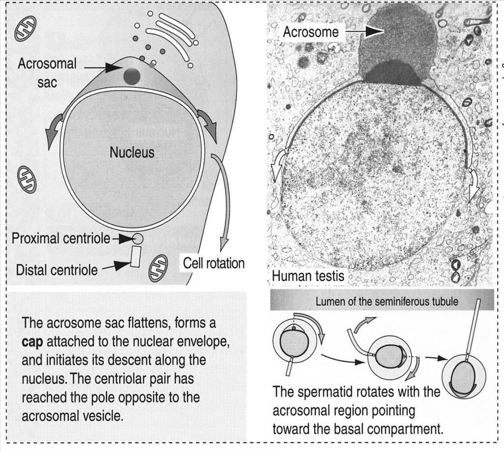 acrosomiale si ingrandisce e copre i due