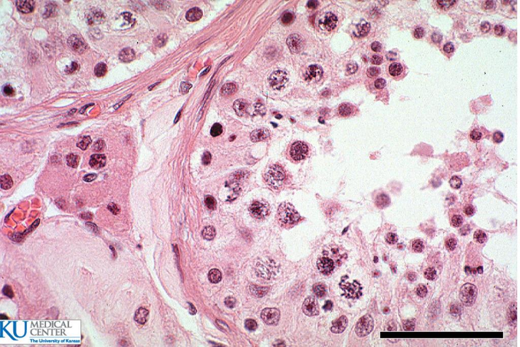 Myo Ley Leydig cells (Ley) which secrete testosterone can be found outside the tubules with the round nuclei.