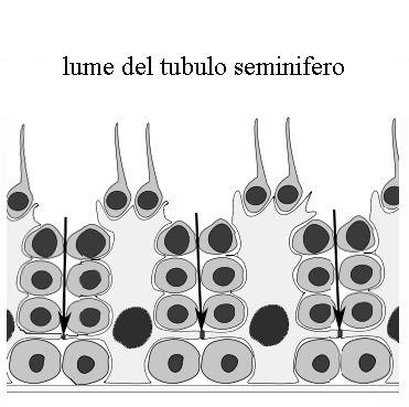 Cellule di Sertoli Formano la barriera ematotesticolare che 1. 2. Sp.zoi G. occl. Sp.tidi Sert. Sp.citi 3. Sp.goni Lamina basale separa i 2 ambienti in cui avvengono mitosi e meiosi.