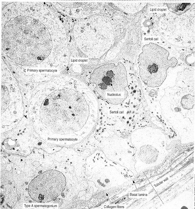 Epitelio seminifero nell uomo L epitelio seminifero Cellule di Sertoli: sono cilindriche e poggiano sulla m.