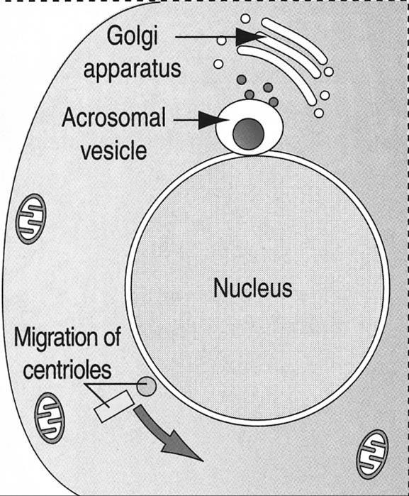 FASE 3: la spermiogenesi (23-24 gg) 1.