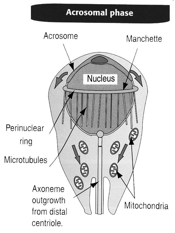 L acrosoma copre gran parte della superficie del nucleo e assume una forma tipica.