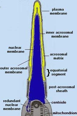 L acrosoma si forma dall apparato del Golgi Assume una forma a berretto da sci, calato sul nucleo; resta circondato dalla sua membrana.