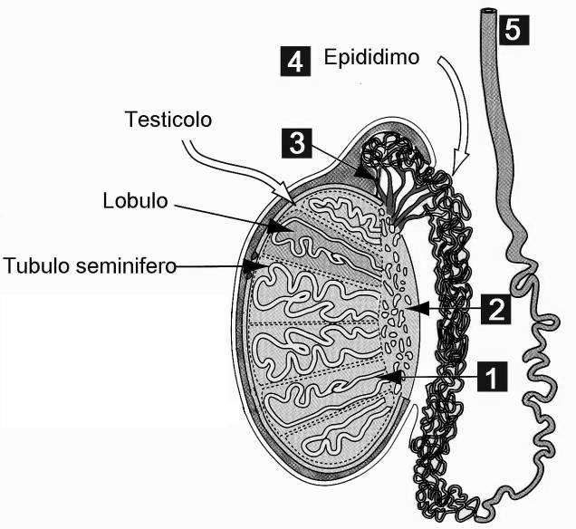 Struttura del testicolo Ant. Post.