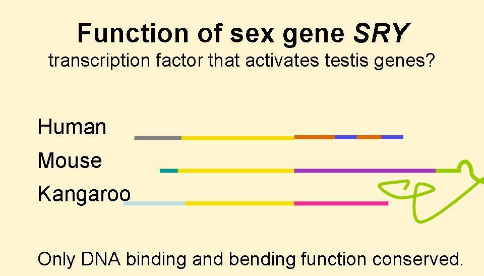 Il gene sry L espressione del gene sry, presente sul cromosoma Y è