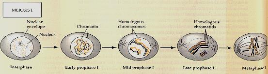 phase (cell proliferation) meiotic