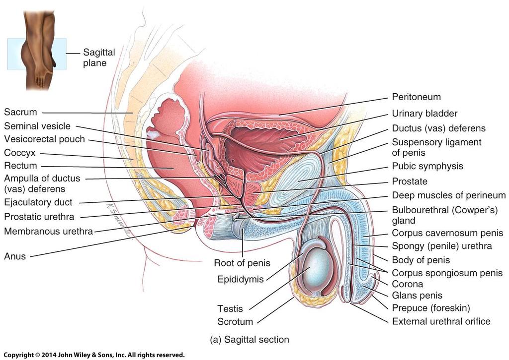 Male Reproductive Organs and Surrounding Structures