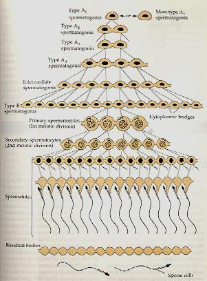 SPERMATOGENESI NEI Processo continuo: Fase moltiplicativa Fase meiotica Fase differenziativa MAMMIFERI Avviene in tubuli