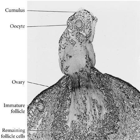 OOGENESI ovulazione N.B. In alcune specie di mammifero (per es.