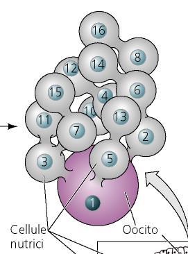 pluricellulari primitivi) Oogenesi