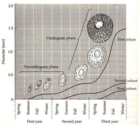 OOGENESI VITELLOGENESI NEGLI ANFIBI Pre-vitellogenesi: