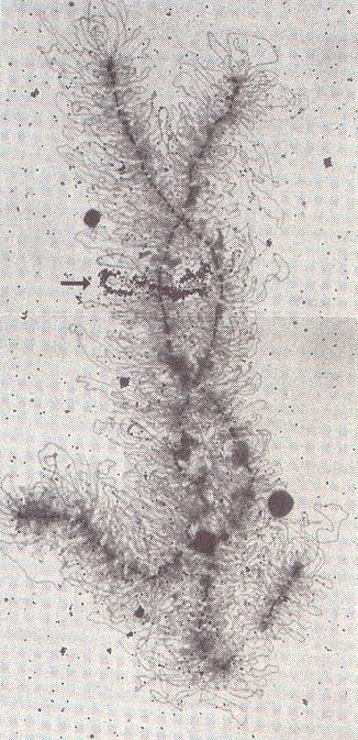 OOGENESI ACCRESCIMENTO DELL OOCITA MATERIALE ACCUMULATO Mitocondri Ribosomi, mrna, trna Lipidi, glicogeno, istoni, proteine di riserva (fonti di amminoacidi ed energia) RNA- e