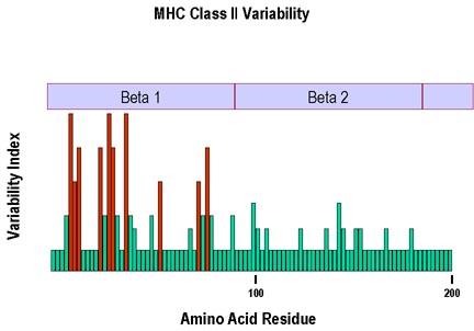 Struttura MHC di classe II Variabilita della catena β (tasca di legame)