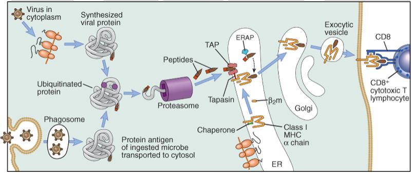 Via di presentazione MHC I 1) Proteina nel citosol 2) Degradazione proteasoma 3) Trasporto nel Reticolo Endoplasmatico 4) Complesso peptide-mhc I 5) Trasporto del