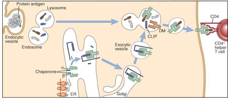 Via di presentazione MHC II 1) Proteina extracellulare 2) Degradazione in endosomi e lisosomi 3) Trasporto MHC II negli endosomi 4) Complesso peptide-mhc II 5)