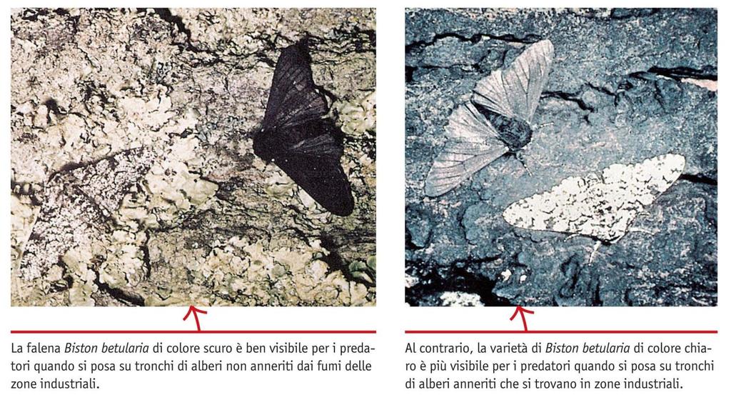 3. La teoria dell evoluzione di Darwin Il più famoso esempio di azione