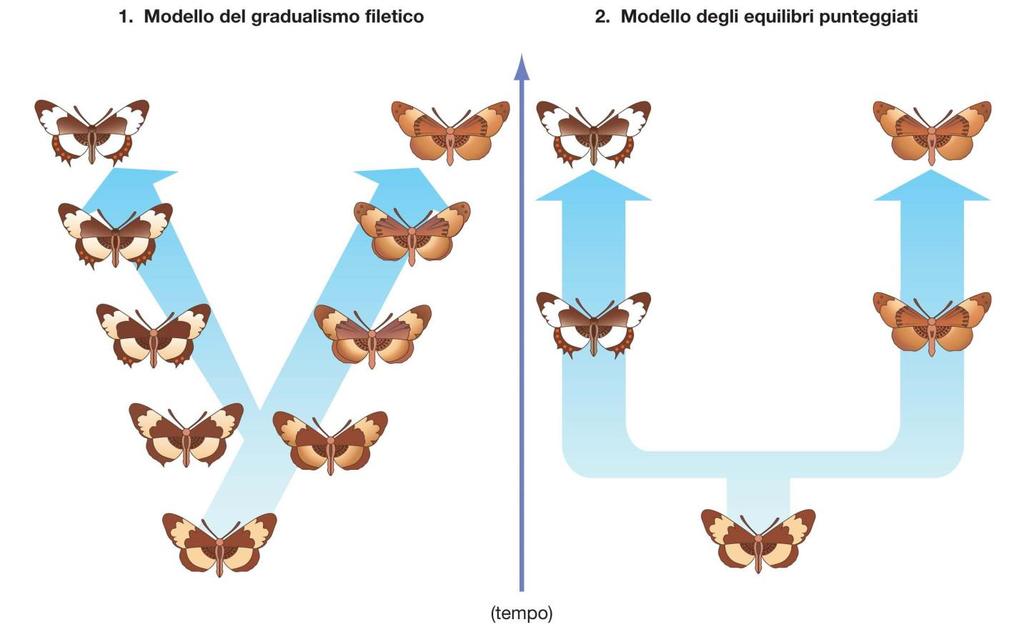 7. Gli sviluppi della teoria evolutiva I biologi evoluzionisti si sono divisi in gradualisti