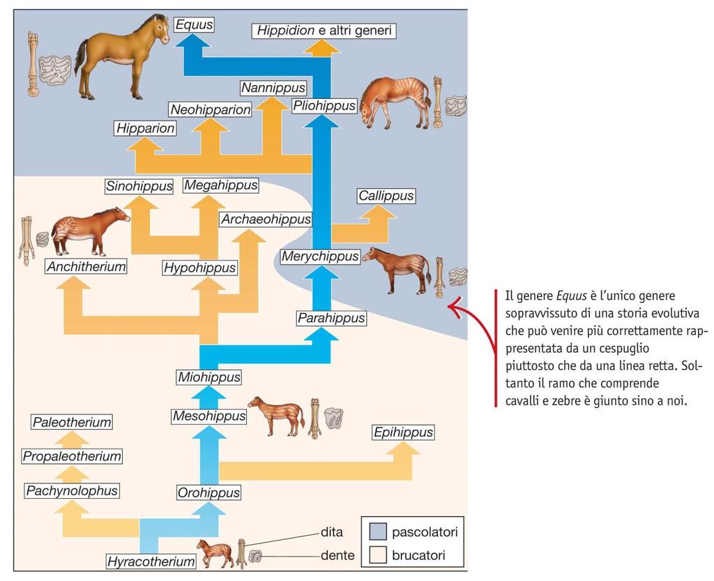 7. Gli sviluppi della teoria evolutiva L