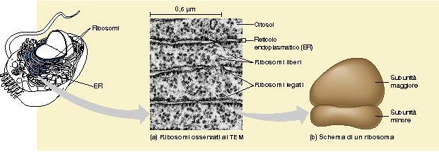 I RIBOSOMI I ribosomi sono gli organuli che provvedono alla sintesi proteica.