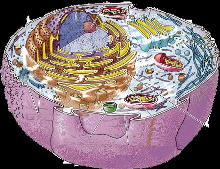 Membrana nucleare Ribosomi Pori nucleari La cellula