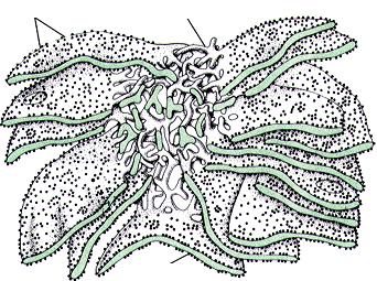 RETICOLO ENDOPLASMATCO RUGOSO Struttura: Canalicoli e cisterne ampie ed