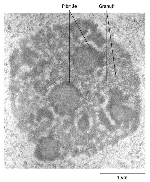 Nucleolo Spesso di forma sferica è visibile al microscopio ottico poiché è