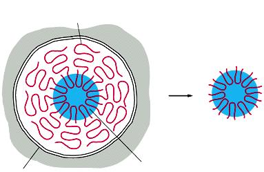 IL NUCLEOLO E UNA MACCHINA CHE PRODUCE I RIBOSOMI 10 cromosomi interfasici forniscono al nucleolo le anse di DNA che producono RNAr Il nucleolo è