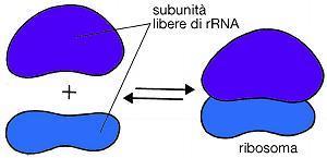 Per soddisfare la necessità di trascrivere grandi quantità di molecole di rrna, ci sono copie multiple di questi geni (Uomo: 200 copie) Involucro