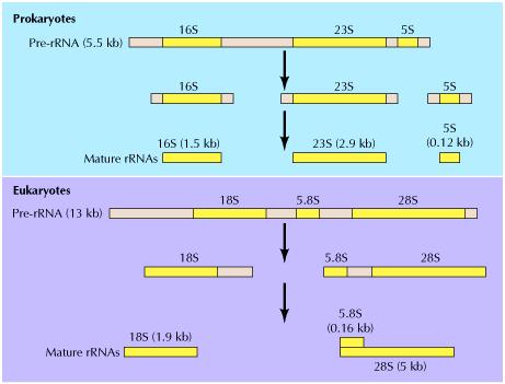 Processazione degli rrna I pre-rrna procariotici ed eucariotici sono processati in parecchi passaggi.