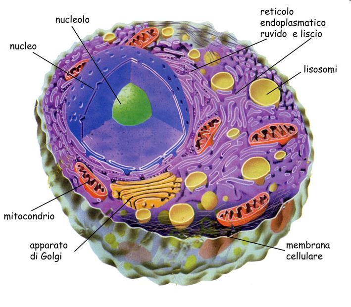 Lezione 4 - La cellula eucariotica ed i suoi organuli Membrana nucleare Citoscheletro Reticolo