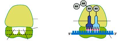 Ribosoma: i tre siti di legame dei trna Subunità ribosomale maggiore sito